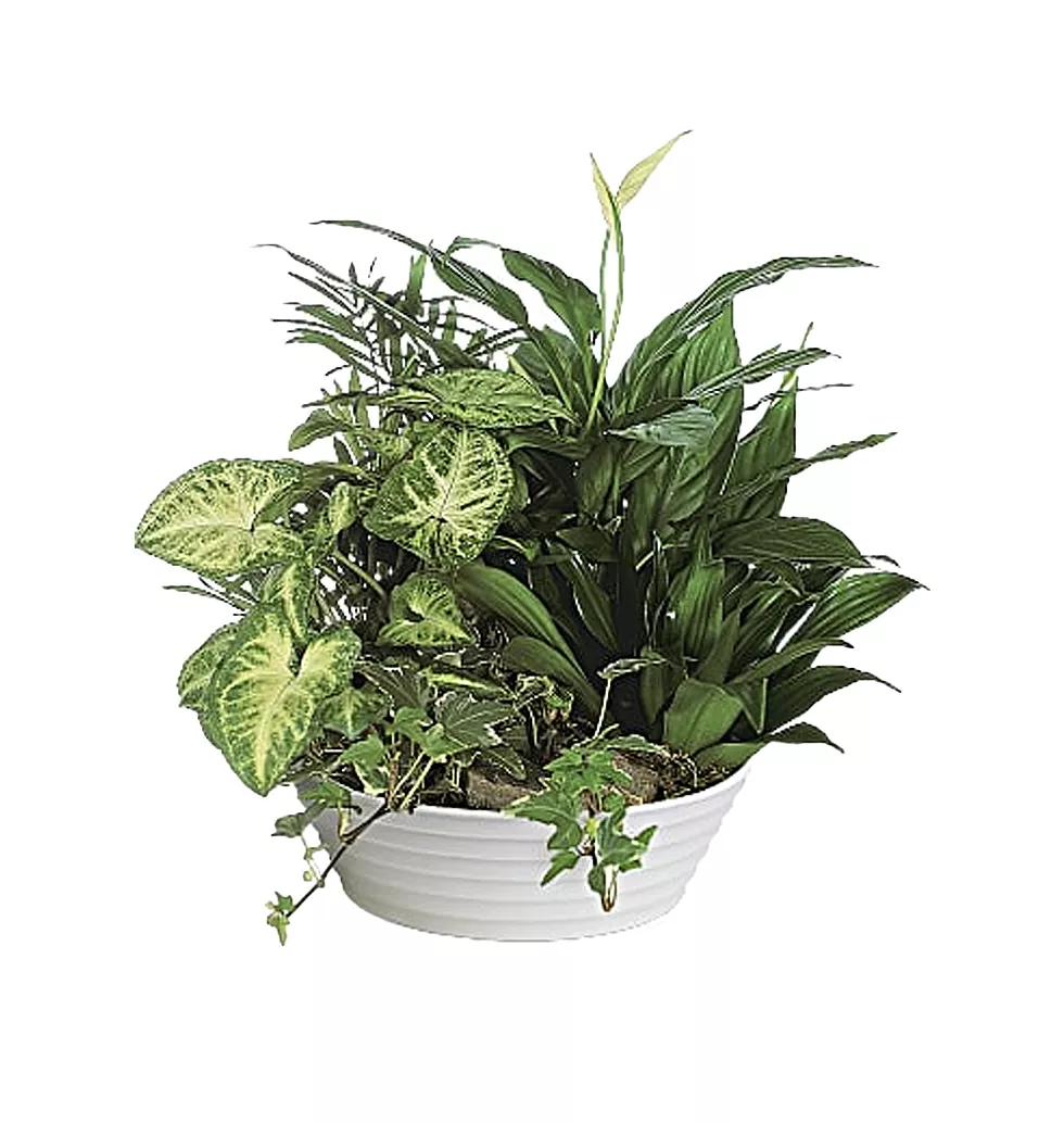 Lively Plant Collection