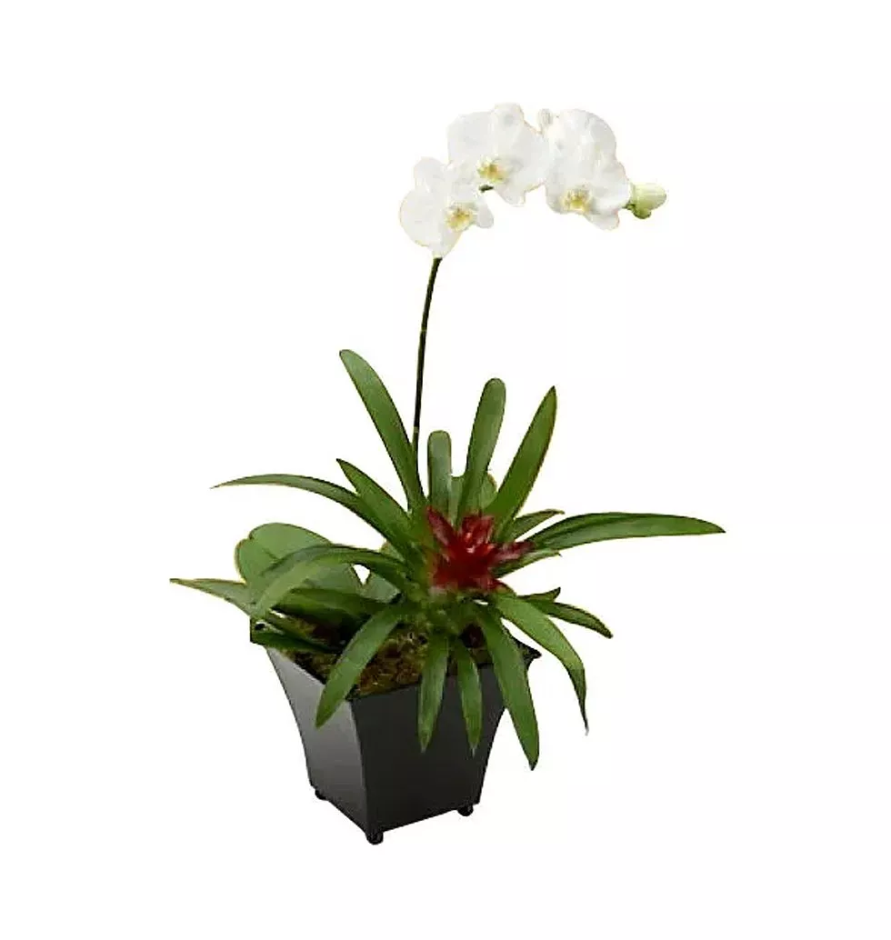 Cheerful White Dendrobium Orchid