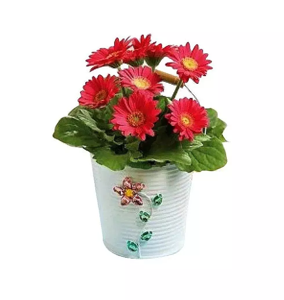 Bright Pink Gerberas Vase
